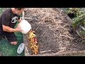 What Happens When You Bury Kitchen Scraps in the Garden?