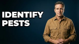 What Do Rat Droppings Look Like?