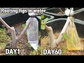 심심해서 해본 무화과 뿌리 내리기♥ㅣRooting figs in water