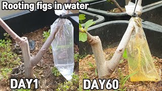 Rooting figs in water.