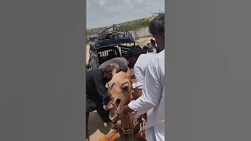 نقل الجمال ليس بالأمر السهل في تلك الصحاري Shorts Camel Thardesert 