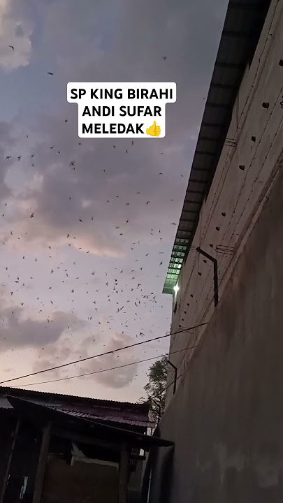 SP KING BIRAHI MAKIN HARI MAKIN MELEDAKK ‼️ Pemandangan indah di waktu senja #love