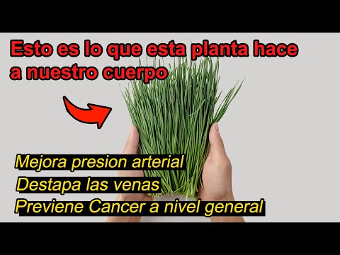 Esto es lo que esta <strong>planta</strong> hace a nuestro cuerpo | Increíble beneficio!!!