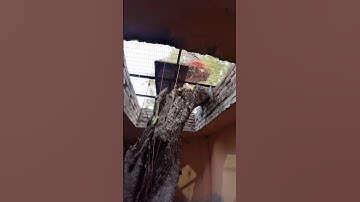 Mahadev #shiv #shivshakti #shivshankar #mahadev #mahashivratrivrat #bholenath #shambhu #shivji