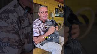 BOIADEIRO AUSTRALIANO — ADESTRADO E DISPONÍVEL