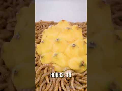 10 000 Mealworms