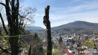 Pappelrigging Am Hang