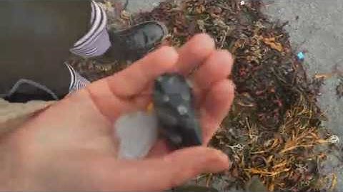 The flow of inspiration, walk with encaustic artist Isabelle Gaborit