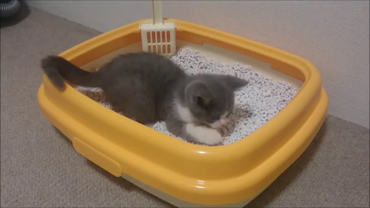 歯茎に黒いシミの様な斑点ができた ブリティッシュショートヘア 猫の小鉄