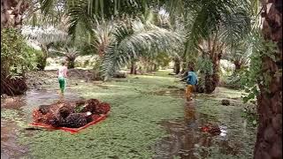 beginilah cara kerja di sawit pada musim hujan/banjir