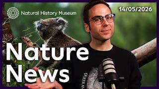 Protected koalas to deep sea mining | Nature news you need to know