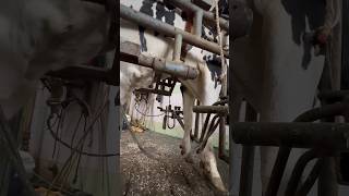 Processing Of A Cow's Leg In A Machine #Cows #Farm #Hooftrimming