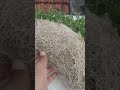 semaian kangkung