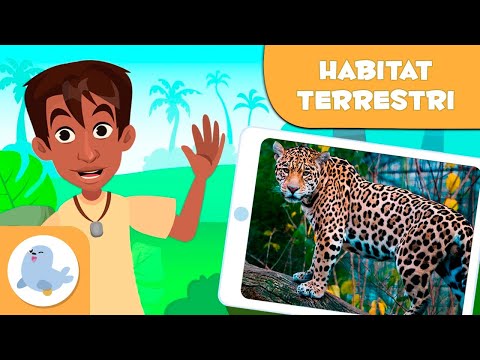Video: Quali sono le cinque caratteristiche di un habitat?