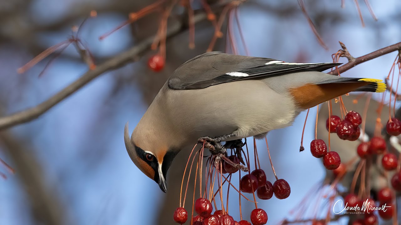 Jaseurs Boréaux / Bohemian Waxwing