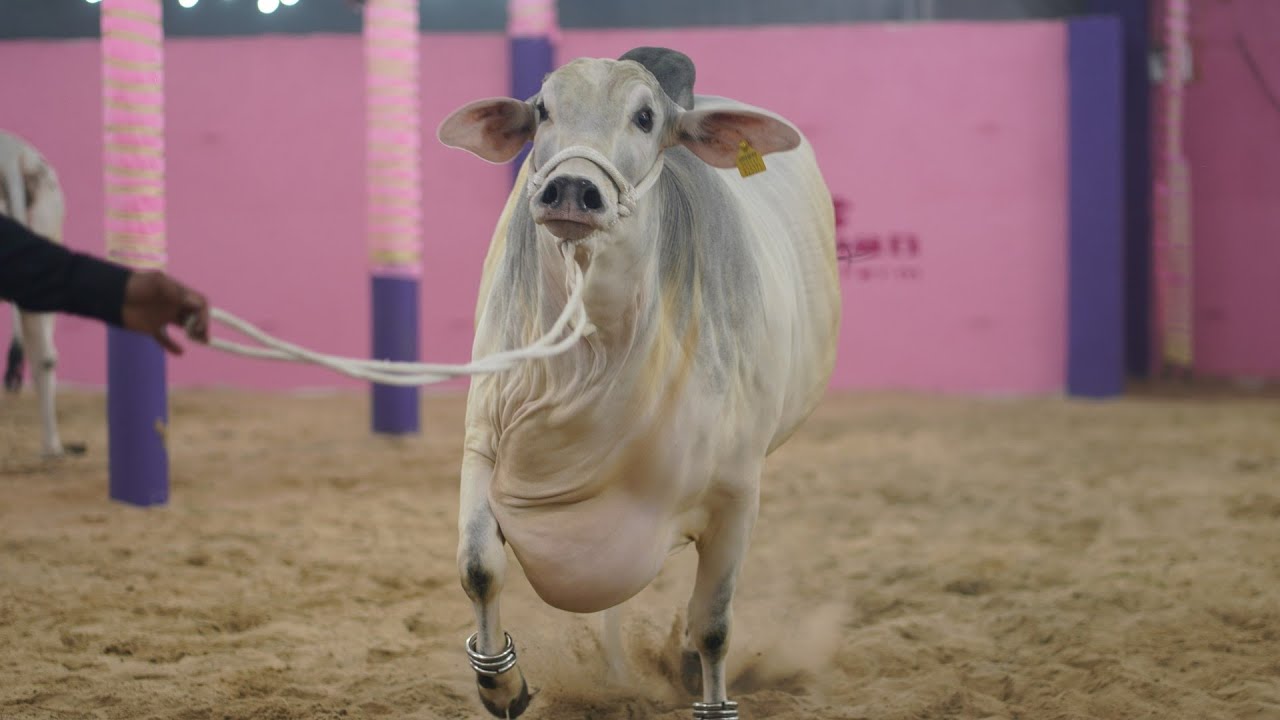Pathan Cattle Farm | Mundi Bachi for 2023 | Best Eid ul Adha animal | Kolkata Cow 2023
