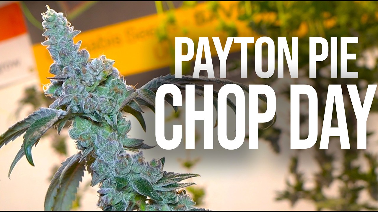 Payton Pie Harvest Day - Farming Gas In RDWC at Home