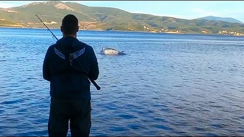 Think Twice Before Hooking a ~3m 200+ kg Bluefin Tuna from Shore - Popper Live Strike & PE10 fight