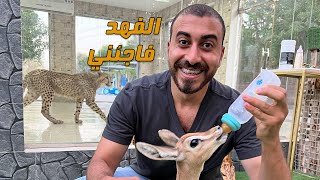 أكبر طائر في العالم وقنفد البحر في حديقة حيزان رأس الخيمة(رضعنا الغزال)