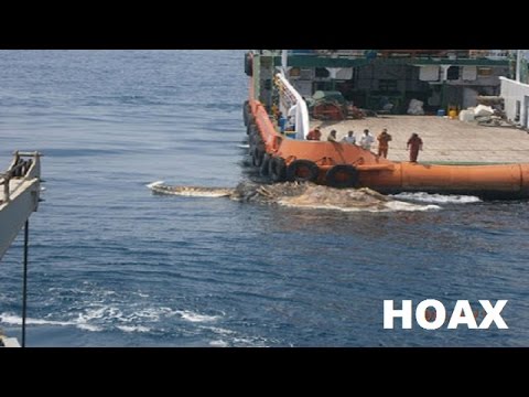 HEBOH Penemuan Hewan  Aneh  Misterius Ditengah laut  Bikin 