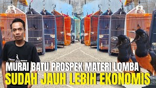 SUDAH JAUH LEBIH EKONOMIS ! HARGA MURAI BATU PROSPEK MATERI LOMBA DI GALERY MURAI JAKARTA