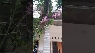 aneka bunga anggrek duh cantiknyaaaa..