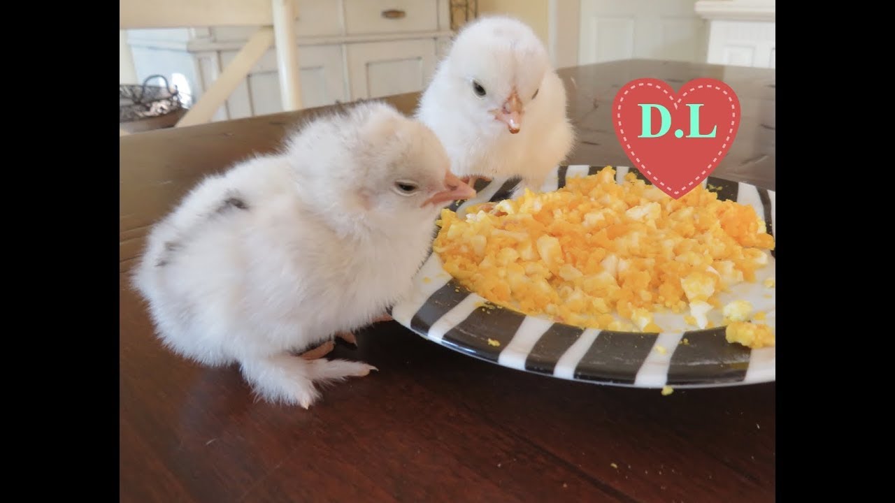 Die Küken schlüpfen.