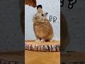 抜けた毛の返却 Your Hair Has Been Safely Returned