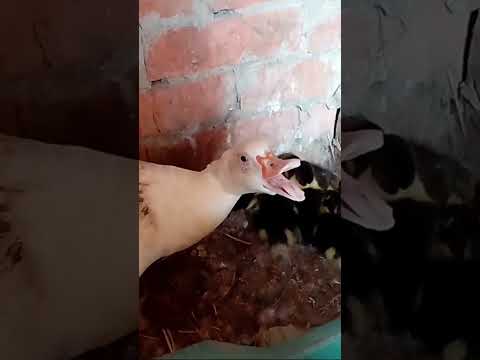 شوفوا هجوم البطة الام للدفاع عن واولادها الصغيرين 