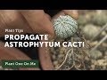 How to Propagate Astrophytum Cacti — Ep 107