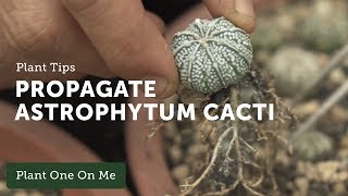 How to Propagate Astrophytum Cacti — Ep 107