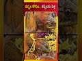 వర్షం కోసం కప్పలకు పెళ్లి | Vadapalli | Veda TV News