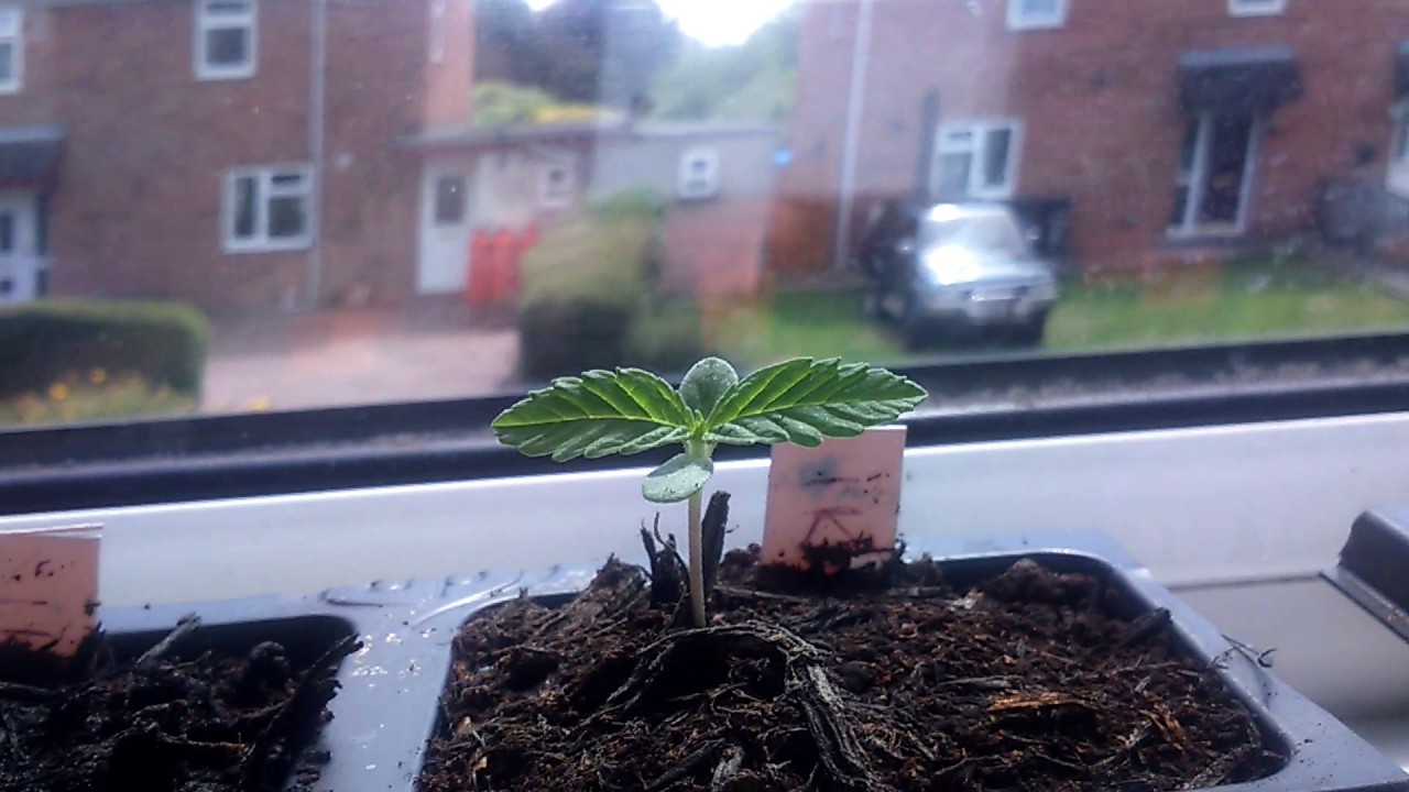 Uk grow 2017 Late season part 2