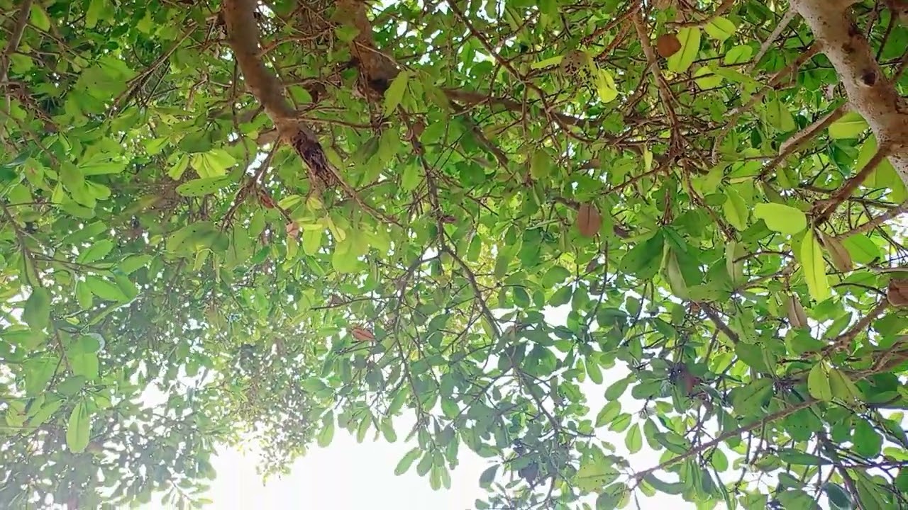 Kelve Road Vibes 🌴 Chill under the Wadi shade on sunny days | Shot on Realme C55 ☀️
