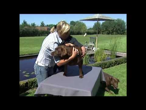 Video: 4 Eenvoudige Technieken Voor Massagetherapie Voor Honden