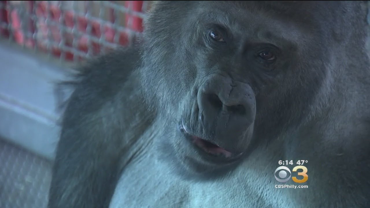 Philly Zoo Holds Birthday Party For 425-Pound Gorilla Motuba - YouTube
