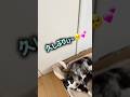 産後のねこまるとべびたんずに初めて会った夫🎀ねこまるの反応は…？ #猫 #kitten #子ネコ #保護猫 #国際結婚