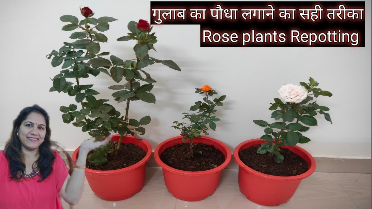 How to repot rose plant repotting of rose plant rose plant