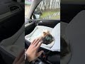 If you take your dog in the car even once a week... this is a GAME CHANGER The Valuxe Dog Car