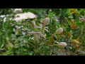 String of happiness | @Cute Baby Naisha आषाढी एकादशी पालखी preparation | Jui garland