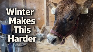 How We Milk A Cow On Our Small Farm | Winter Milking