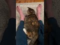 When my two cat clients pull out all the cute at once so I can’t leave