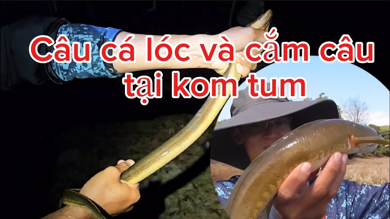 Câu cá lóc và cắm câu tại komtum huynhvananfishing