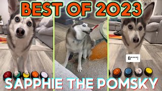 BEST OF 2023 Sapphie the Pomsky Funny Dog Tik toks - Best of @sapphie_the_pomsky Tik Tok Videos