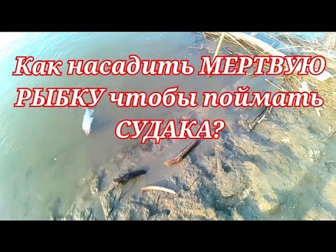 ЛОВЛЯ СУДАКА на МЕРТВУЮ РЫБКУ на ОБИ. Рыбалка 2023 судак на живца. Как поймать на что ловить судака.