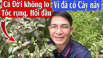 Từ nay không còn sợ Tóc rụng Tóc gãy, Hối đầu vì đã có Cây này. Hương nhu tía. PHAN HẢI Channel