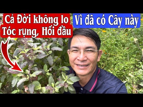 Video Từ nay không còn sợ Tóc rụng Tóc gãy, Hối đầu vì đã có... - youtube