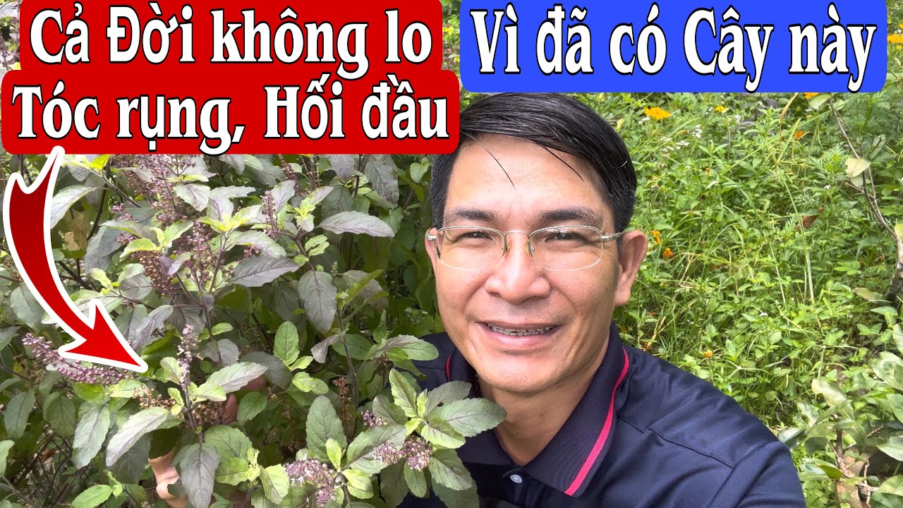 Từ nay không còn sợ Tóc rụng Tóc gãy, Hối đầu vì đã có Cây này. Hương nhu tía. PHAN HẢI Channel