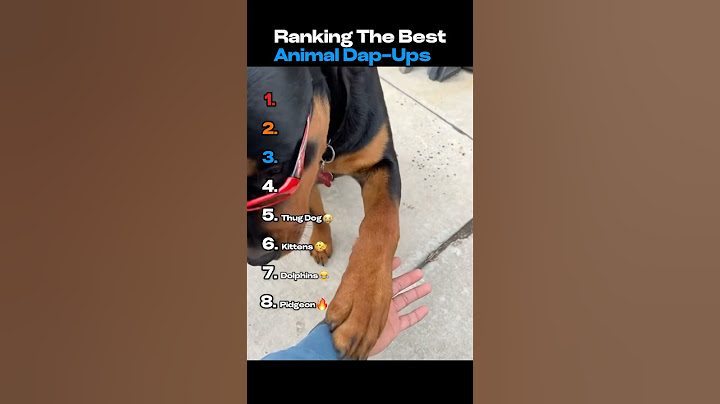 Ranking The Best Animal Dap-ups😂😂