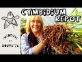 Monster Cymbidium Divide & Repot of Nine-Year-Old Plant